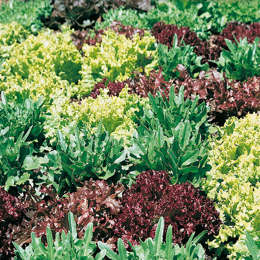 McKenzie Seeds Organic Mesclun Seed Tape