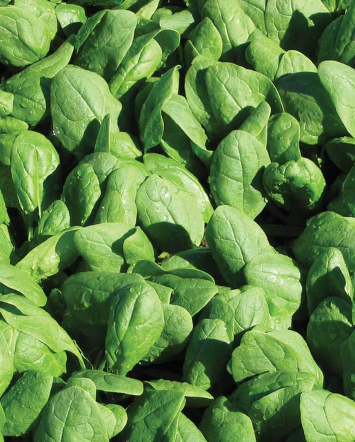 West Coast Seeds Spinach - Renegade F1 (Coated) Certified Organic