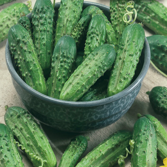 McKenzie Seeds Cucumber Seeds, Homemade Pickles