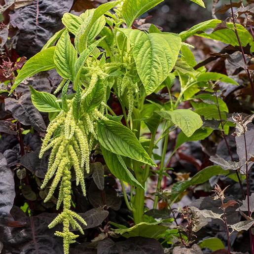 West Coast Seeds Amaranth - Callaloo