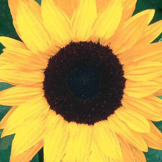 McKenzie Seeds Organic Sunflower Seeds, Black Mammoth