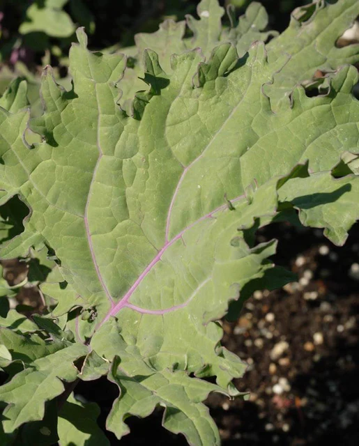 West Coast Seeds Kale - Red Russian Organic