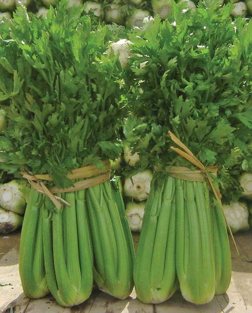 West Coast Seeds Celery - Tango Organic