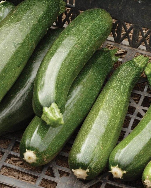 West Coast Seeds Squash - Black Beauty