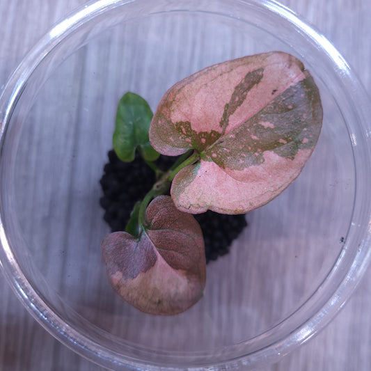 Syngonium Pink Splash - Small