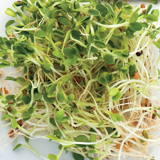 McKenzie Seeds Organic Sprouts Seeds, Red Clover