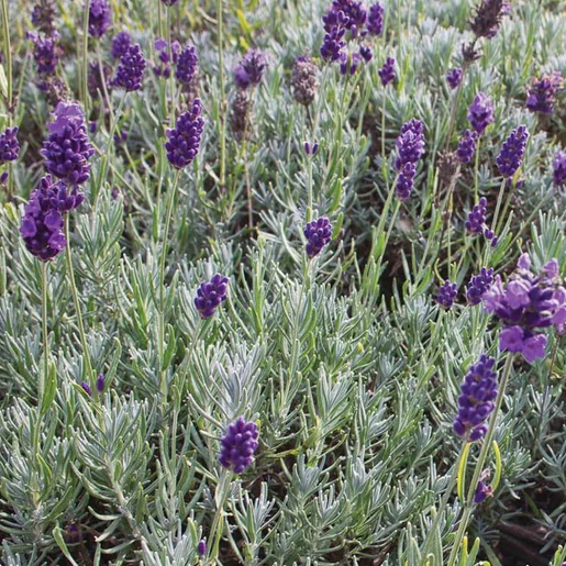 West Coast Seeds Lavender - Dwarf Munstead