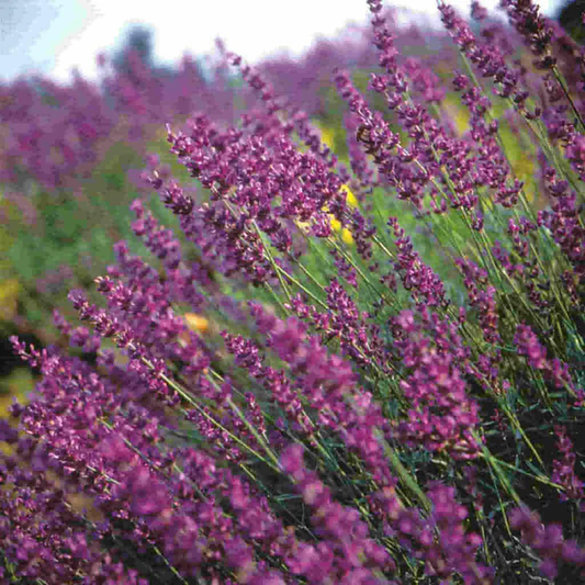 McKenzie Seeds Lavender Seeds