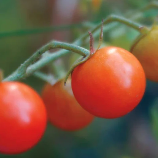 West Coast Seeds Tomatoes - Sweetie Cherry Certified Organic