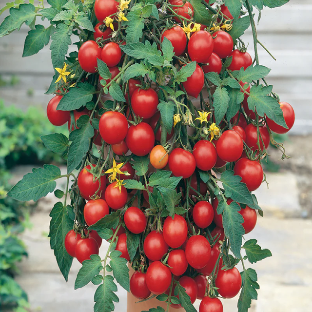 McKenzie Seeds Tomato Seeds, Tumbler F1 Hybrid (Trailing)