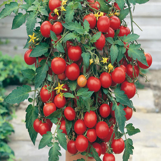 McKenzie Seeds Tomato Seeds, Tumbler F1 Hybrid (Trailing)