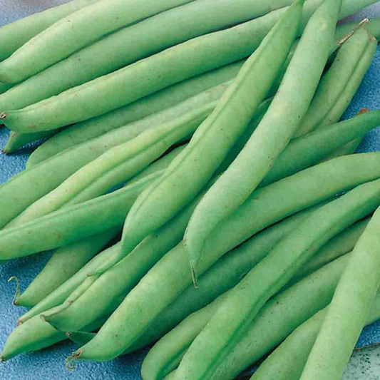 McKenzie Seeds Bean Seeds, Greencrop Bush