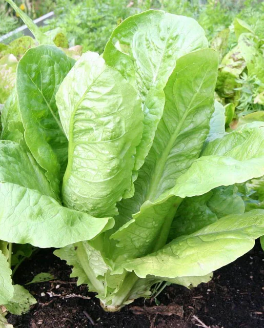 West Coast Seeds Lettuce - Parris Island Cos