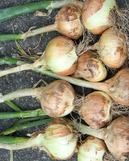West Coast Seeds Onions - Walla Walla