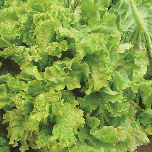 McKenzie Seeds Organic Lettuce Seeds, Black Seeded Simpson