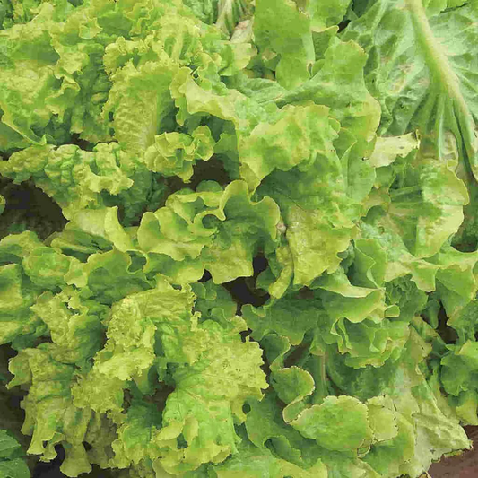McKenzie Seeds Organic Lettuce Seeds, Black Seeded Simpson