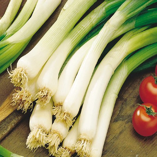 McKenzie Seeds Onion Seeds, Annual Bunching