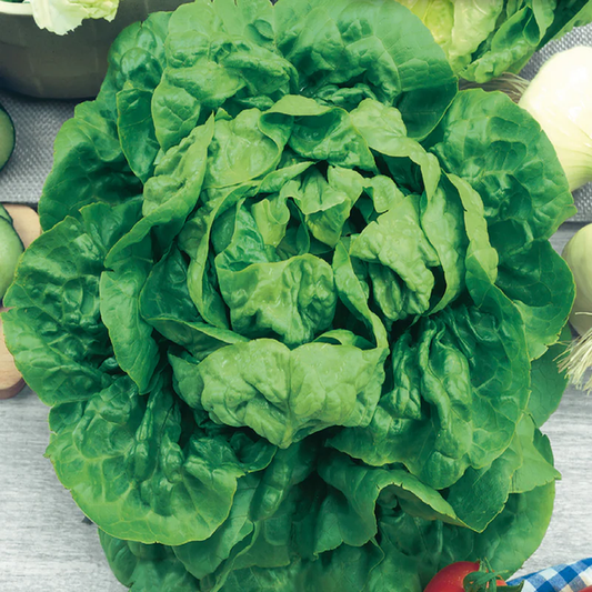 McKenzie Seeds Lettuce Seeds, Buttercrunch