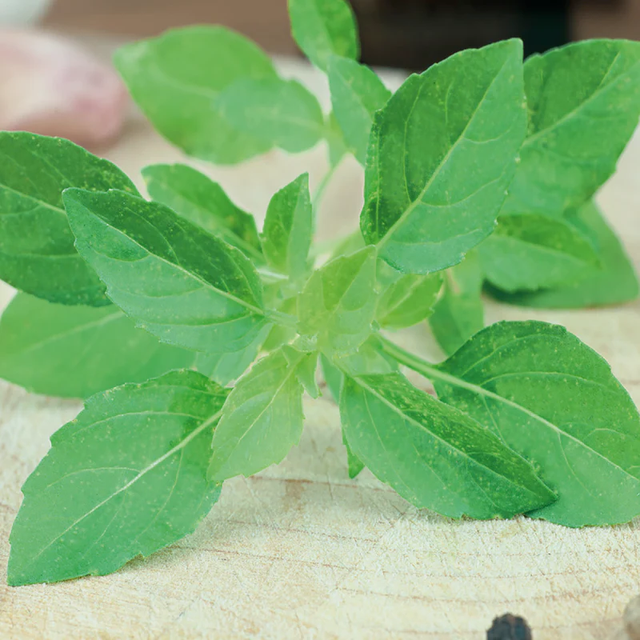 McKenzie Seeds Basil Seeds, Bush Spicy Globe