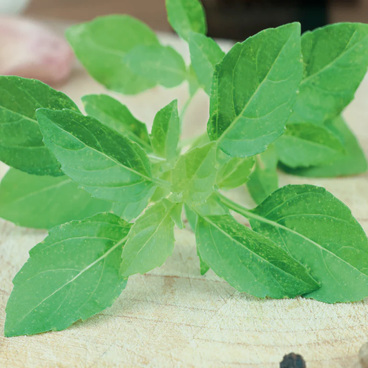 McKenzie Seeds Basil Seeds, Bush Spicy Globe