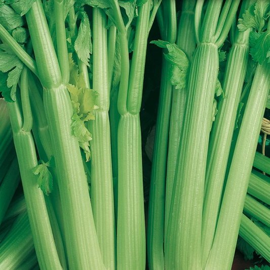 McKenzie Seeds Celery Seeds, Utah