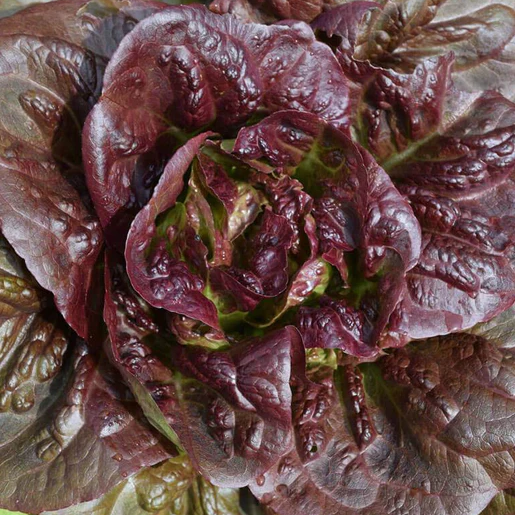 West Coast Seeds Lettuce - Pomegranate Crunch (Pelleted) Certified