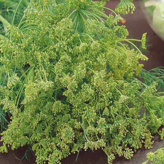 McKenzie Seeds Dill Seeds