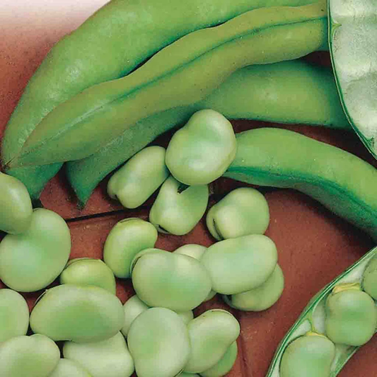 McKenzie Seeds Bean Seeds, Broad Windsor