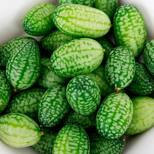 West Coast Seeds Cucumbers - Cucamelon