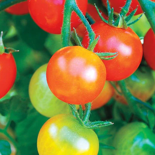 West Coast Seeds Tomatoes - Tumbler Cherry F1