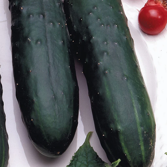 McKenzie Seeds Organic Cucumber Seeds, Marketmore