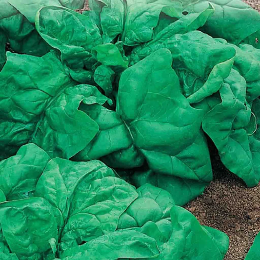 McKenzie Seeds Spinach Seeds, Giant Noble