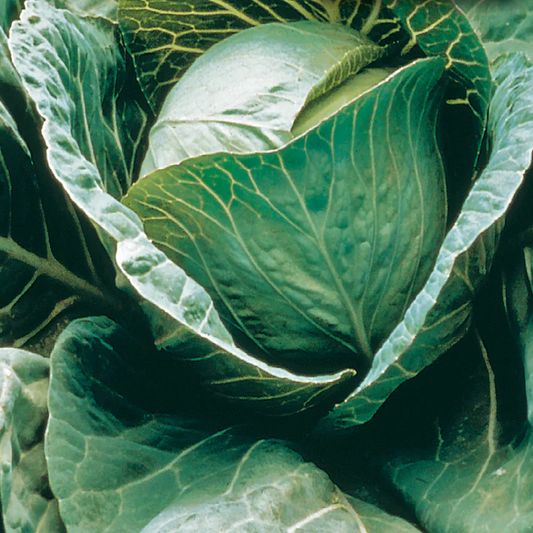 McKenzie Seeds Cabbage Seeds Early Copenhagen Market
