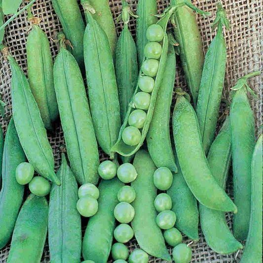 McKenzie Seeds Organic Pea Seeds, Green Arrow