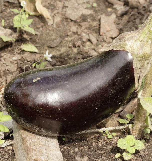 西海岸种子茄子 - 黑美人，经认证的有机产品