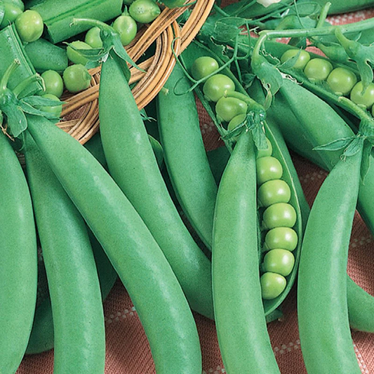 McKenzie Seeds Organic Pea Seeds, Sugar Daddy