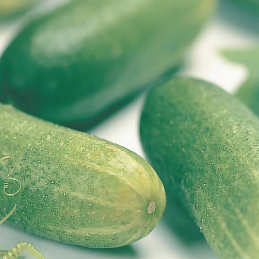 McKenzie Seeds Organic Cucumber Seeds, Muncher