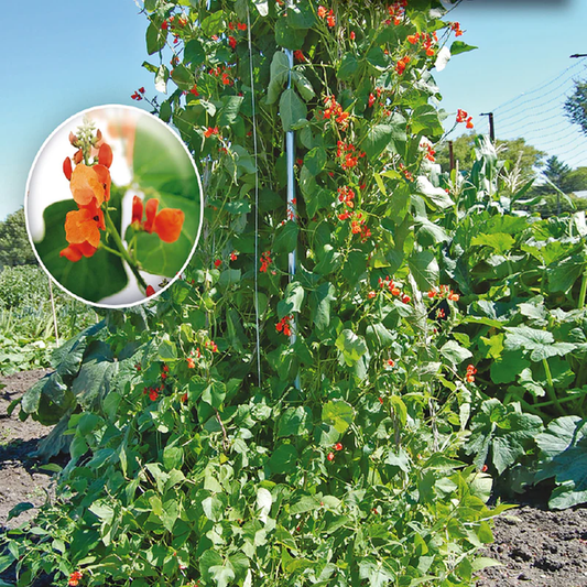 McKenzie Seeds Bean Seeds, Scarlet Runner (Pole)