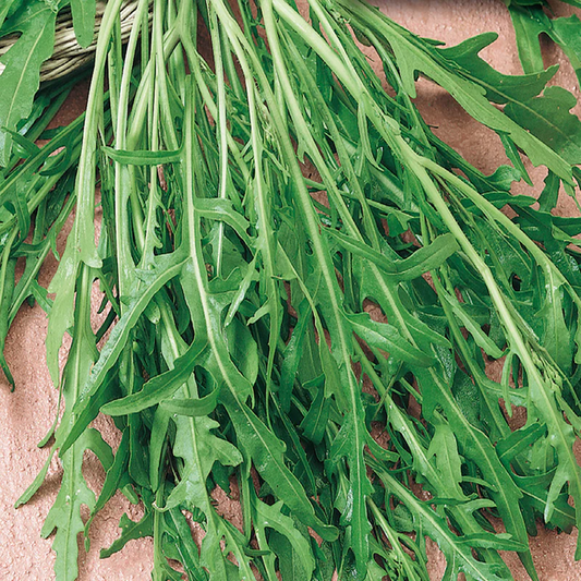 McKenzie Seeds Organic Arugula Seeds, Roquette