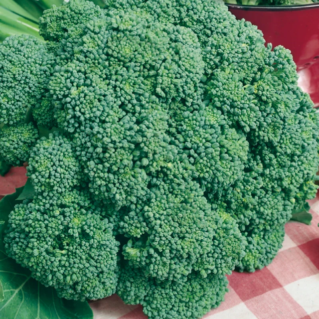 McKenzie Seeds Broccoli Seeds, Imperial