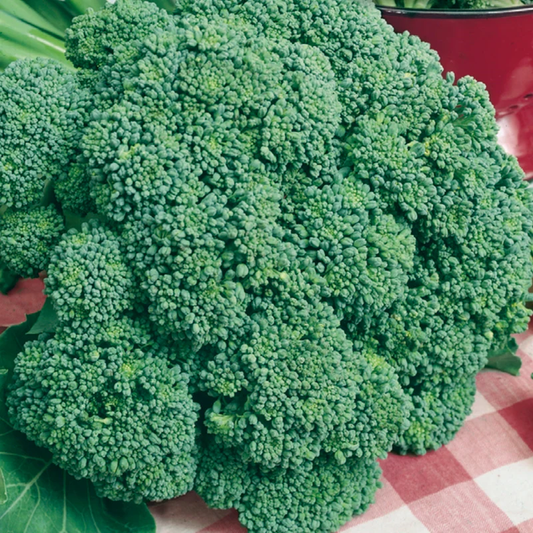 McKenzie Seeds Broccoli Seeds, Imperial