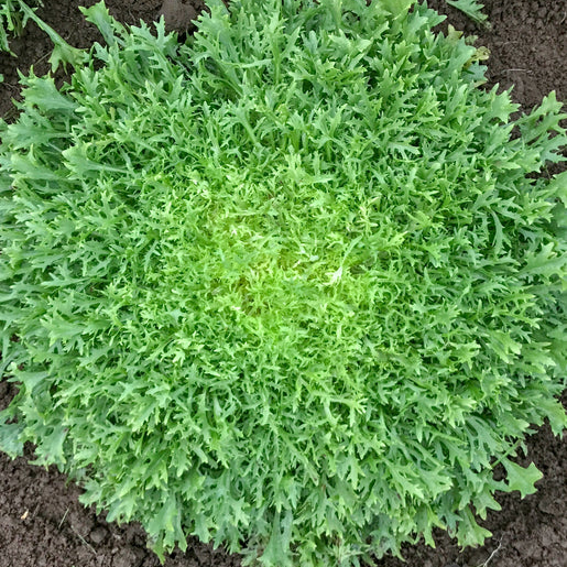 West Coast Seeds Chicory - Benefine Certified Organic