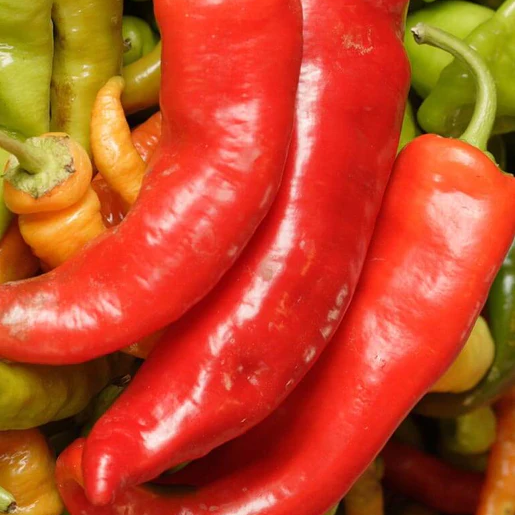 West Coast Seeds Peppers - Red Bulls Horn