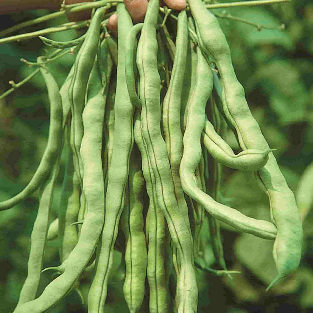 McKenzie Seeds Organic Bean Seeds, Kentucky Wonder Pole