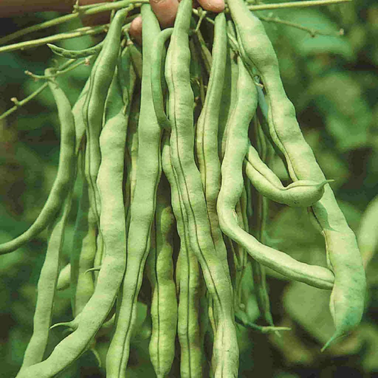 McKenzie Seeds Organic Bean Seeds, Kentucky Wonder Pole