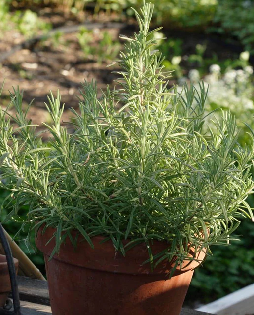 West Coast Seeds Rosemary - Rosemary