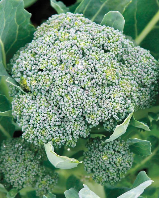 West Coast Seeds Broccoli - Gypsy