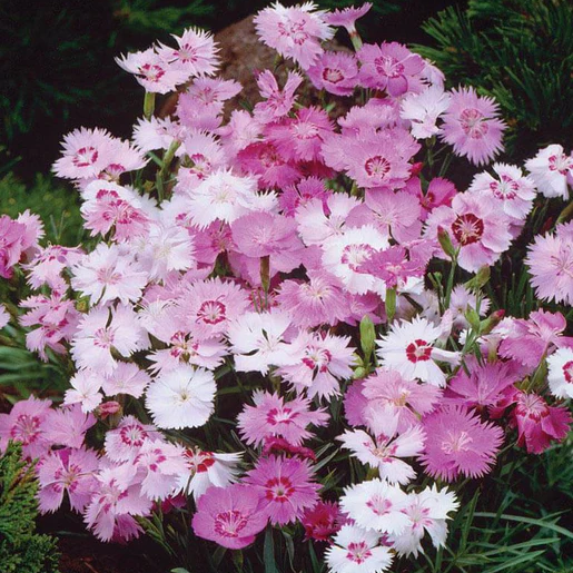 West Coast Seeds Dianthus - Sweetness
