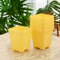 Square Nursery Pots 2.75 Inch - Yellow