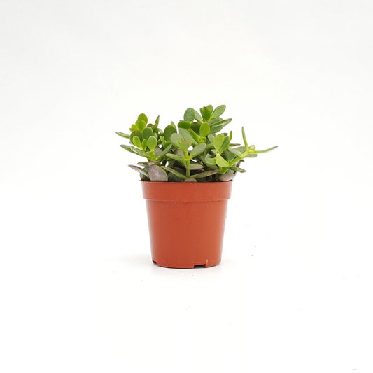 Jade Plant